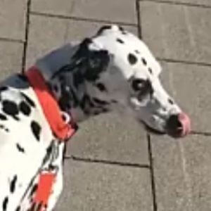 Meet your Posher, Eliza